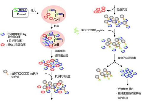 探索MEF细胞，细胞生物学研究的前沿阵地，探索MEF细胞，细胞生物学研究的前沿阵地