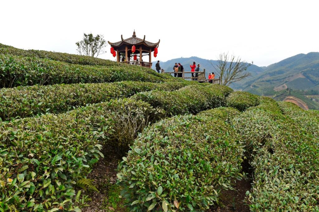 福建体育彩票31选7，揭秘查询攻略与中奖秘籍，福建体育彩票31选7，揭秘查询攻略与中奖秘籍