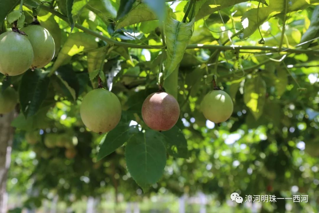 武平百香果采摘中心，甜蜜的果实，幸福的源泉，武平百香果采摘中心，甜蜜果实，幸福源泉