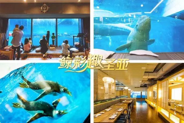 探秘香港6合开彩，今日开奖结果与直播视频下载全攻略，揭秘香港6合开彩，今日开奖结果与直播视频下载全面指南